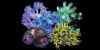 Soft Coral Frag Pack 1 (8 Piece)