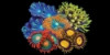 Soft Coral Frag Pack 2 (8 Piece)