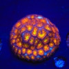 JF Spitfire Leptastrea-Leptastrea sp.
