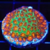 Mayhem Leptastrea-Leptastrea sp
