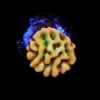 Beach Bum Montipora-Montipora palwensis