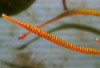 Red Banded Pipefish - Doryrhamphus multiannulatus