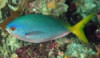Captive Bred Red Belly YellowTail Fusilier-Caesio ...