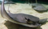 Bat Stingray - Myliobatis californica