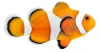 Tricolor Ocellaris Clownfish-Amphiprion occellaris
