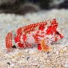 Scarlett Bandtail WaspFish (PARACENTROPOGON ZONATU...
