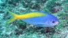 Red Belly YellowTail Fusilier-Caesio sp.