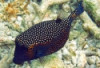Boxfish Ostracion - meleagris