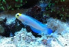 Yellowhead Jawfish - Opistognathus aurifrons 
