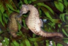 Lined Seahorse - Hippocampus erectus