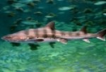 Banded Houndshark - Triakis scyllium 