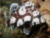 Spotted Sweetlips - Plectorhinchus chaetodonoides