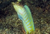 Tiger Jawfish - Opistognathus gilberti