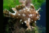 Sargassum Anglerfish - Histrio histrio