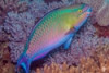 Colored Parrotfish - Scarus sp.