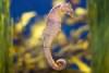 Ingens Seahorse - Hippocampus ingens