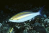 Yellow Line Snapper - Pentapodus nemurus 