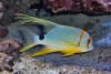 Hifin Snapper - Symphorichthys spilurus