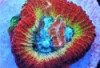 Rainbow Favia - Favia sp.