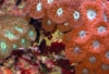 Blastomussa Merleti - Blastomussa merleti