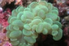 Bubble Coral - Plerogyra sinuosa