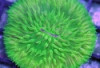 Fungia Coral - Fungia sp.