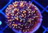 Mother Of All Galaxea - Galaxea sp. 