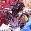 Christmas Tree Coral - Studeriotes sp.