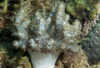 Young Soft Coral - Cladiella sp.