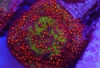 Candy Apple Stylocoeniella - Stylocoeniella sp.
