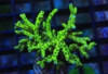 Green Goblin Anacropora - Anancropora forbesi 