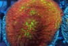 Grinch Porites - Porites sp.