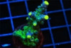 Ice Cap Acropora - Acropora sp.