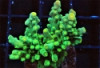 Kermit the Frog Tort Acropora - Acropora tortuosa