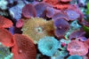 Assorted Mushroom Coral - Actinodiscus