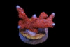 Superman Montipora Digitata - Montipora digitata