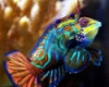 Tank Raised Blue Green Mandarin Dragonet