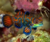 Tank Raised Certified Red Mandarin Dragonet