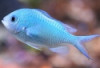 Blue Green Chromis - Chromis viridis