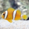 Captive Bred Clarkii Clown- Amphiprion clarki
