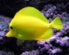Yellow Tang; Haw. - Zebrasoma flavescens