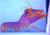 Purple Lobster - Enoplometopus daumi