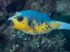 Yellow Belly Dogface Puffer - Arothron nigropuncta...