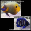 Blueface Angelfish - Pomacanthus xanthometopon