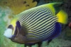 Emperor Angelfish - Pomacanthus imperator