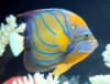 Annularis Angelfish - Pomacanthus annularis