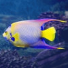 Queen Angelfish - Holacanthus ciliaris