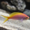 Bartlett's Anthias - Pseudanthias bartlettorum