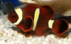 Captive Bred Gold Stripe Maroon Clownfish (Premnas...