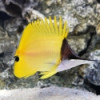 Yellow Longnose Butterflyfish - Forcipiger flaviss...